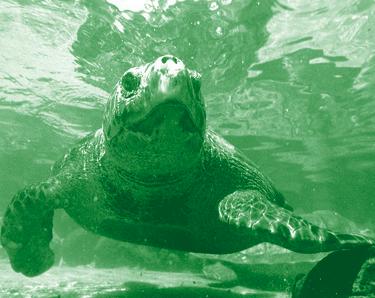 How Do Sea Turtles Avoid Predators?