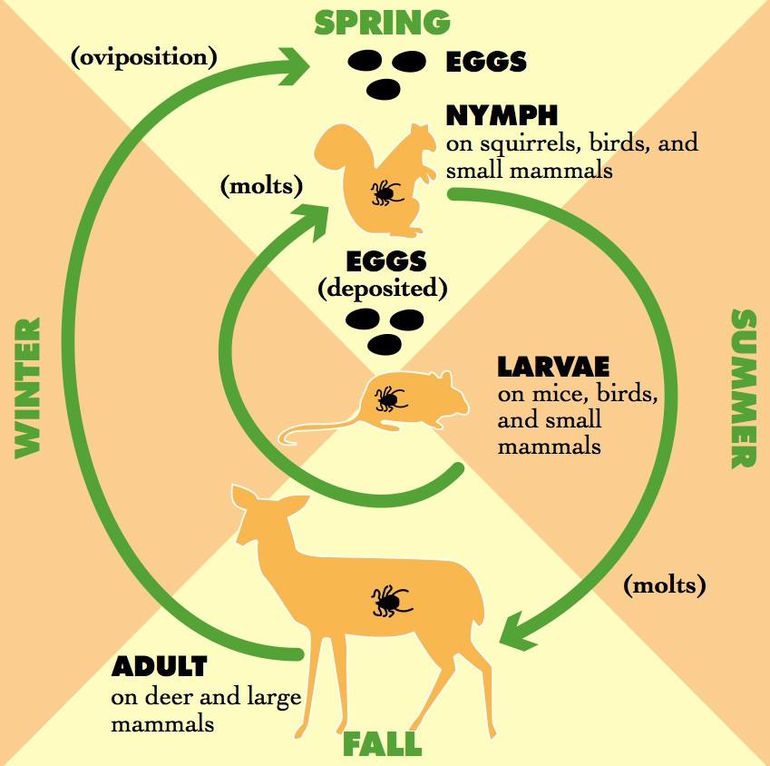 Life Cycle of the Blacklegged Tick For Lyme disease to exist in an area, at least three closely interrelated elements must be present in nature: the Lyme disease bacteria, ticks that can transmit