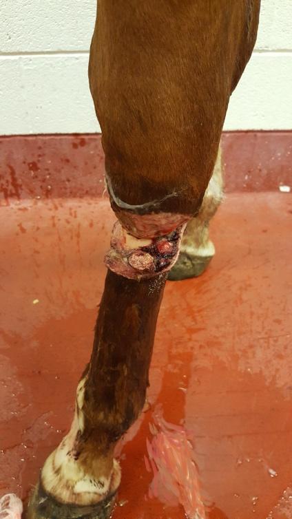 What to do when your horse has a serious wound or laceration Call your veterinarian. Describe the wound and listen to their instructions. Almost any wound can safely be cleaned with saline.