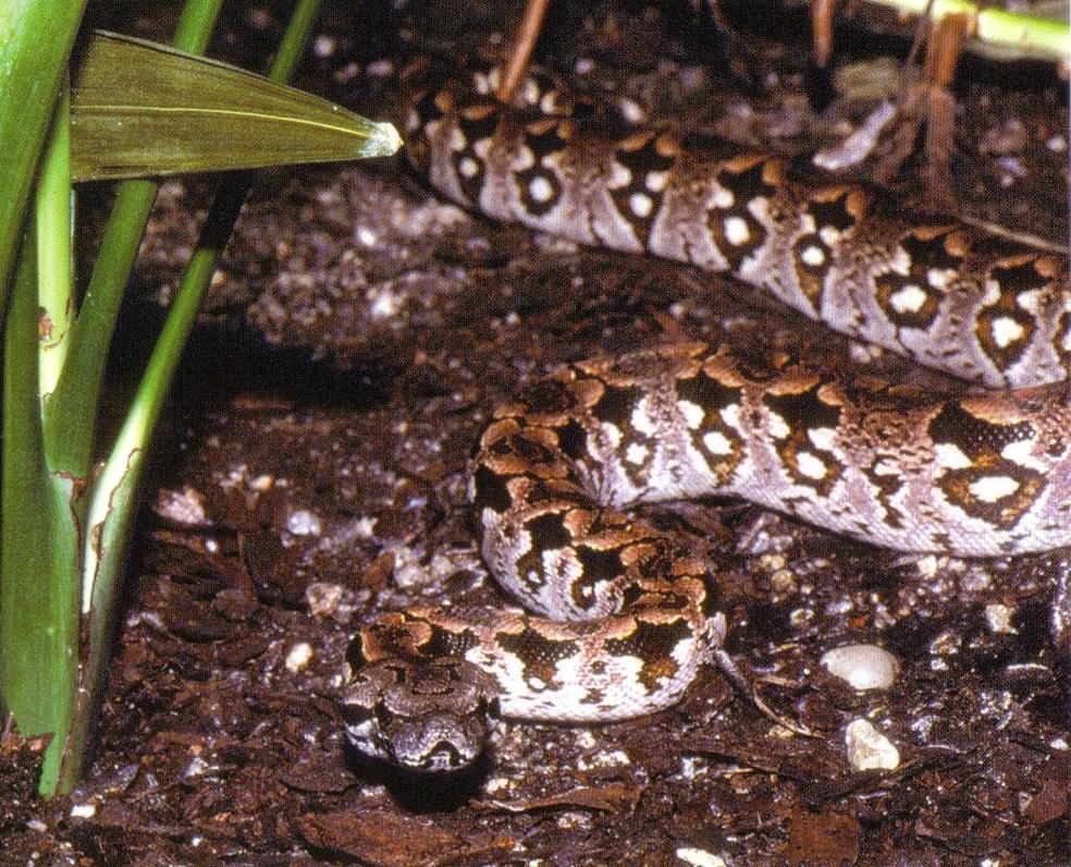 BOIDAE Boas 28 species in 8 genera N and S America; E Indies, Madagascar, New Guinea, some Pacific Is. Size: 0.5 4 m.