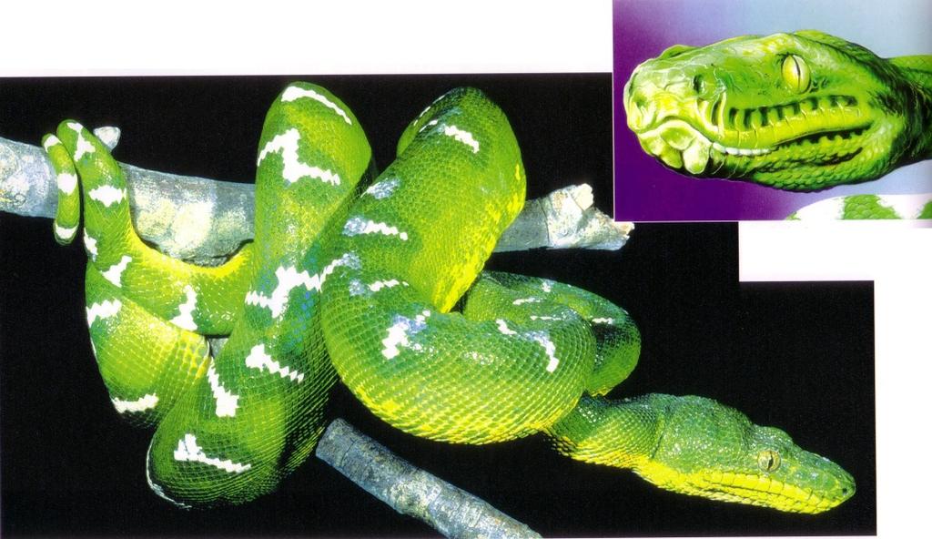 Morelia viridis (Chondropython