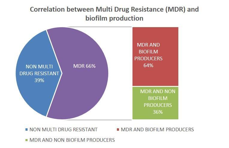 Figure.2 Association between biofilm producers and MDR The present study showed out of the 41 strains, E. coli was the most frequently isolated pathogen (51.2%) followed by Klebsiella pneumonia (24.