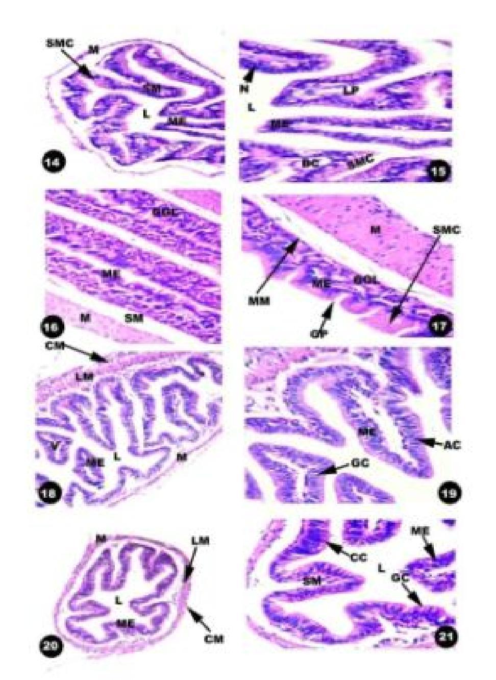 Fig. 14: T.S. of the oesophagus of the blind snake, Ramphotyphlops braminus showing muscularis (M), submucosa (SM), surface mucous cells (SMC), mucosal epithelium (ME) and lumen (l). H.E., X 200. Fig.