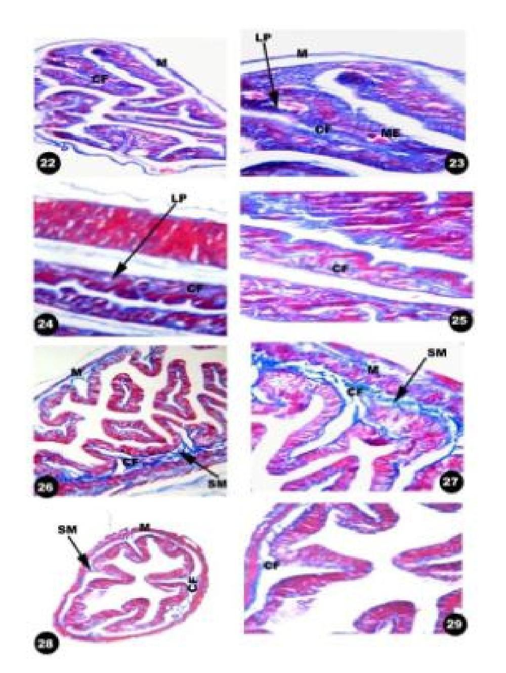 and lumen (L). H.E., X 400. Fig. 16: T.S. of the stomach of the blind snake, Ramphotyphlops braminus showing muscularis (M), submucosa (SM), mucosal epithelium (ME) and gastric glands (GGL). H.E., X 200.