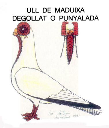 peoples of North Africa. This name is also used in Spain: Palomos Barbaros, translated: pigeons of the Berbers.