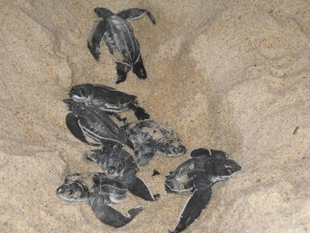 Hatchlings emerging from