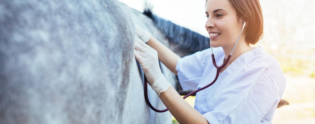 Private Practice The single largest employment group in veterinary medicine is private practice.