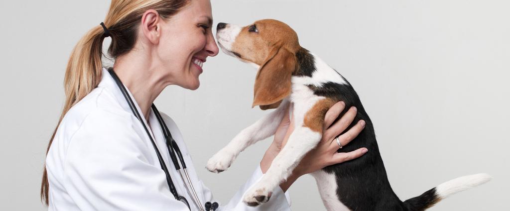 Specialized Practice Certified specialists offer services within local veterinary hospitals or are employed in referral multi-specialist practices or veterinary college teaching hospitals.