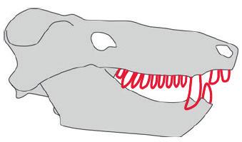 How do the shapes of Uintatherium teeth differ from the shapes of Dimetrodon and Cynognathus teeth?