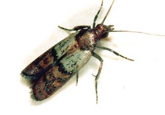 Indian Meal Moth (adult) Commonly found: pantry and kitchen The larva of this common pantry pest can be found in foods such as