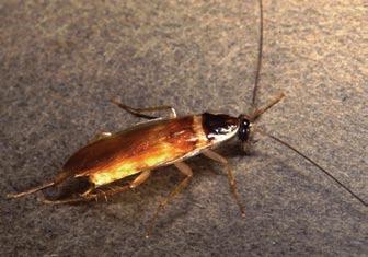 German Cockroach (adults nymphs, and egg capsules) Commonly found: pantry and other areas The German cockroach is the most common