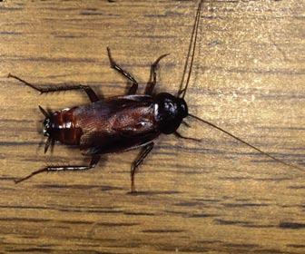 Oriental Cockroach (adult) Commonly found: kitchen, basement, and other areas Oriental cockroaches prefer dark, damp areas, such as