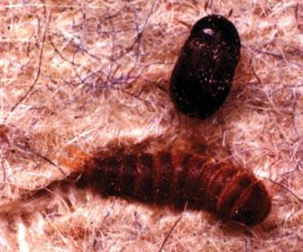 They are about 1¼ inches long, dark brown, and found with decaying organic matter indoors and out.