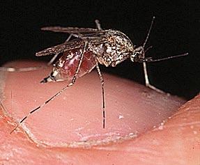 Mosquito (engorged adult) Commonly found: inside and outside of homes Mosquitoes are small flies that
