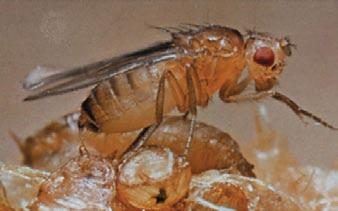 Vinegar Fly (adult) Commonly found: pantry and kitchen Vinegar flies sometimes mistakenly called fruit flies are