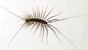 Adults are tiny, measuring 1 16 to 1 12 of an inch long, and are light yellowish brown to dark brown in color.