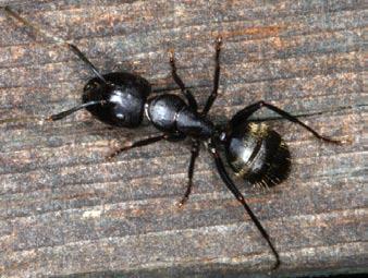 adult females) nearly twice the length of the body. These harmless pests are about 1½ inches in length.