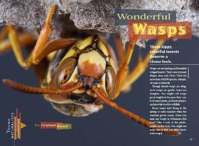 Wonderful Wasps Study Questions Study and learn facts and ideas based on this Young Naturalists nonfiction story in Minnesota Conservation Volunteer, May June 2017, www.mndnr.gov/mcvmagazine. 1.
