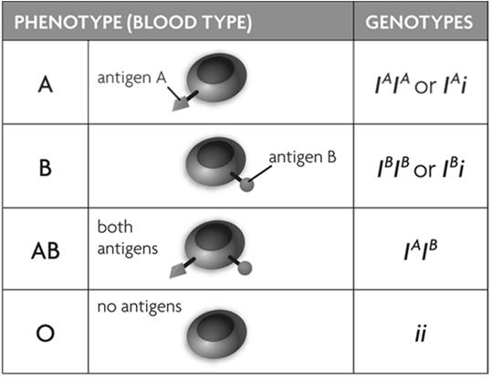 blood typing http://nobelprize.org/educational_games/me dicine/landsteiner/index.html Multiple Alleles and Blood Typing What is blood-typing?