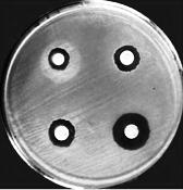 In quadrant 4, place the filter- paper disk soaked with distilled water. 16. Repeat steps 11-15 with the other inoculated agar plate using natural antibiotics. 17.