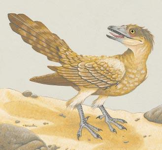common with them. How birds evolved feathers and flight was even more imponderable.