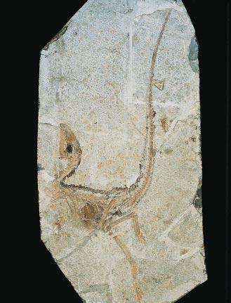 THEROPOD FOSSILS recently discovered in China suggest that the structures that gave rise to feathers probably predated the emergence of birds.