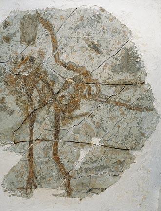 Whether their original function was for insulation, display or something else cannot yet be determined. of birds originated in nonavian dinosaurs.