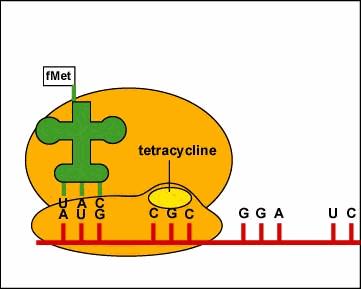Tetracyclines Tetracyclines are structurally related antimicrobial agents that inhibit protein synthesis at the ribosomal level of certain gram-positive and gram-negative bacteria.