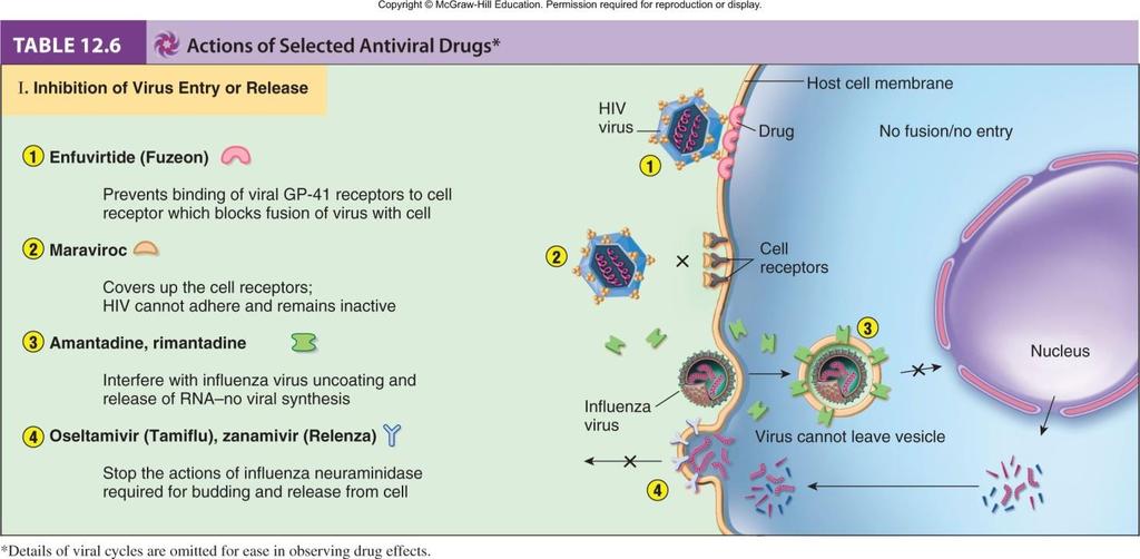 Drugs for treating influenza Amantadine, rimantidine restricted almost exclusively to influenza A viral infections; prevent