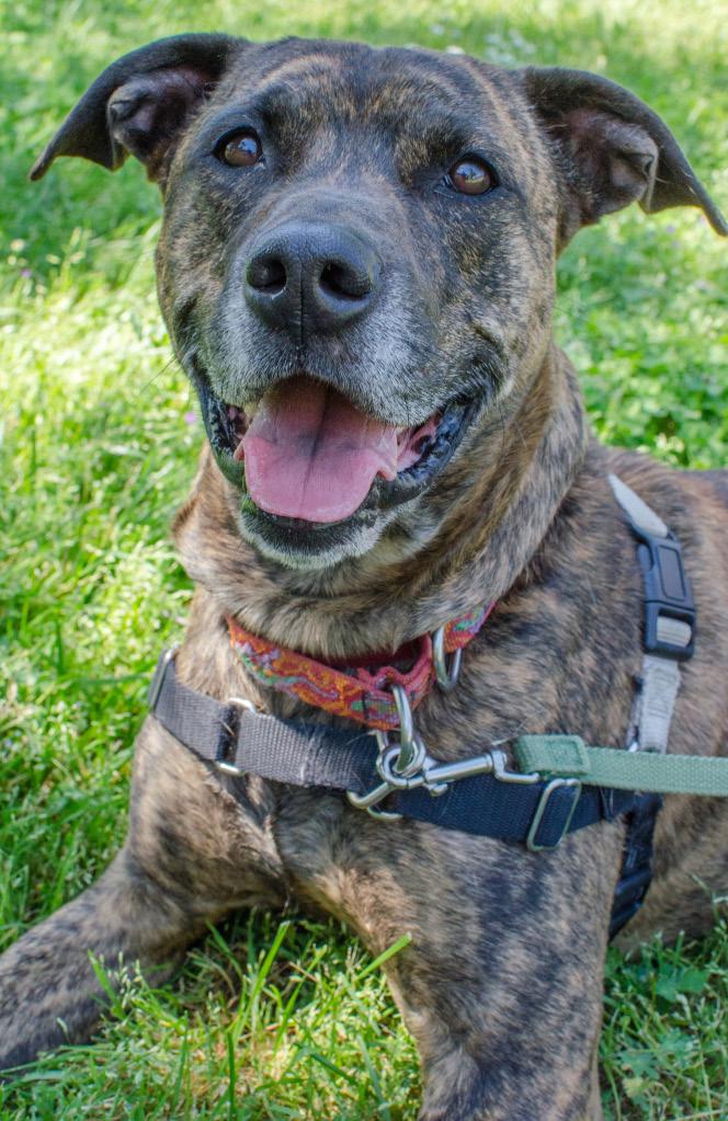 ROSCOE S HAPPY ENDING Some happy endings take time. In fact, for Roscoe, a five-year-old shepherd mix, it took more than 10 months. The average length of stay at the shelter for a dog last year was 9.