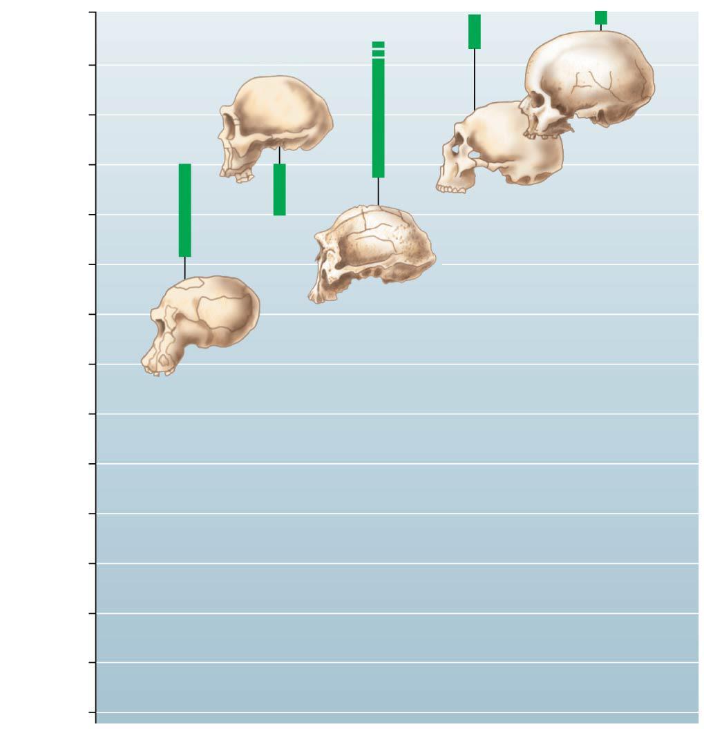 Millions of years ago Figure 19.11-2 0 0.5 Homo ergaster? 1.0 1.5 Homo sapiens 2.0 2.