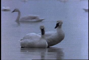 Video: Swans