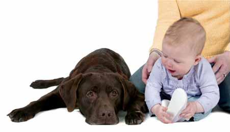 TODDLERS Pet owners should be aware that their baby will soon start crawling and toddling, and that it is important for them to remain vigilant once the child starts to move about of its own accord.