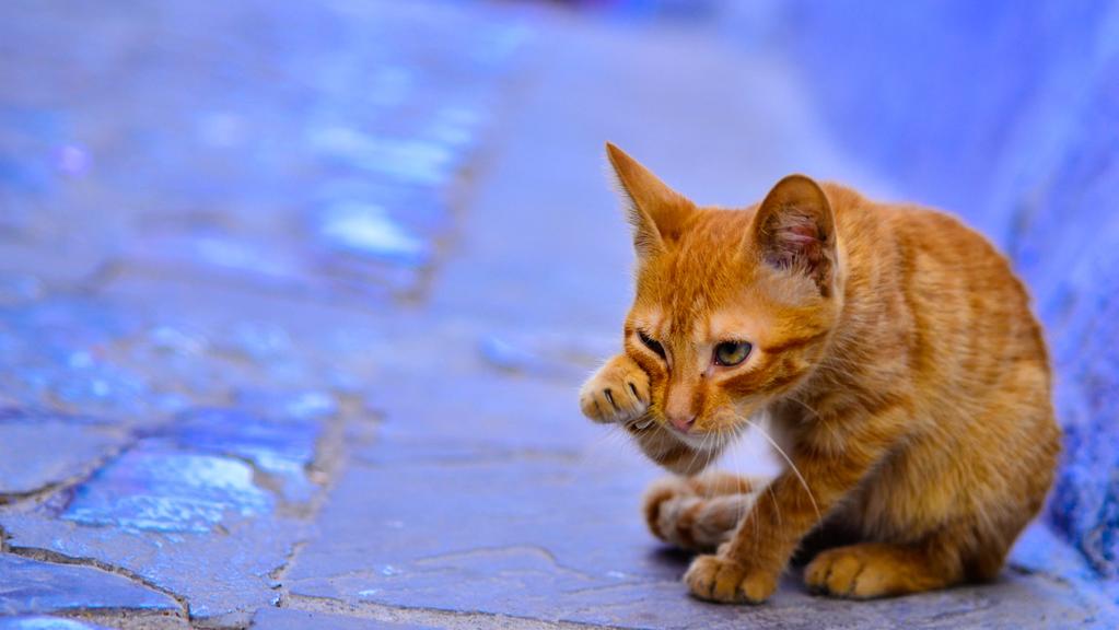Responsibility of NGOs or individuals undertaking cat welfare work including population manangement Non-governmental organisations (NGOs) may undertake both trap, neuter, vaccination and return