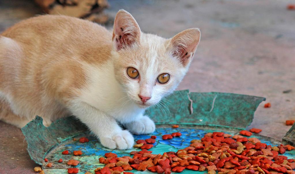 Responsibility of NGOs or individuals undertaking cat welfare work including population manangement Where cats are taken into homing centres, it is the responsibility of the centre to ensure the five