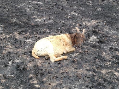 Assessment of burnt livestock guidelines Require