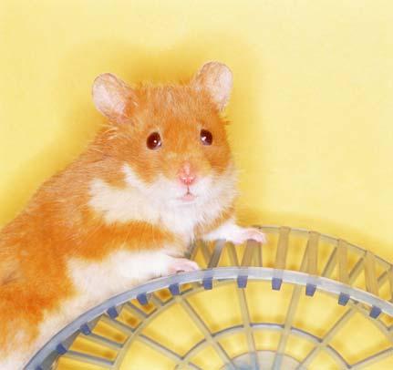 A gerbil is a small, furry rodent. He has a tuft of hair at the tip of his long tail. His natural home is in the deserts of Asia, Africa, and eastern Europe.
