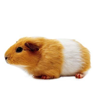 A guinea pig is not a pig at all. Perhaps, the got the pig part of his name because his funny whistle is like the squeal of a pig. A guinea pig is not as active as a gerbil or a hamster.