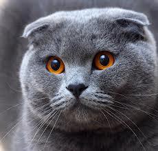 BRITISH SHORTHAIR SOLACES British Cattery Sue Allen M: 0405 798 897 Email: solacescattery@