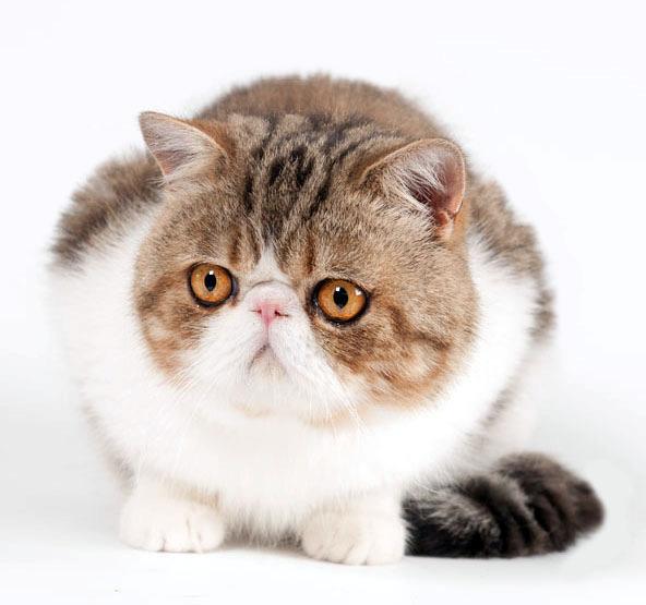 GROUP 1 BREEDS Persian, Exotic Shorthair, Birman, Ragdoll, Turkish Van, Maine Coon, Norwegian Forest Cat, Siberian Forest Cat. (cats with longhair or long hair derivatives.