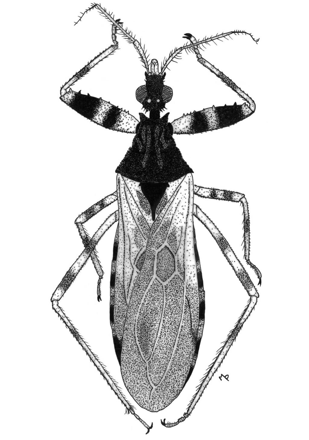 Heteropterus Rev. Entomol.
