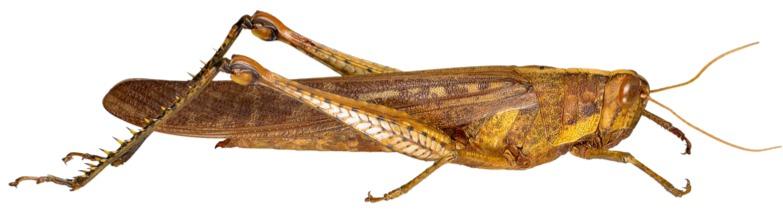 Orthoptera: Grasshoppers,