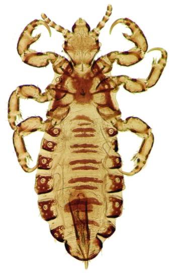 Phthiraptera: Lice! Greek phtheir a ptera louse no wings! Obligate parasites of mammal and avian species! Which mammals donʼt get lice?