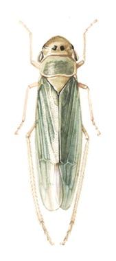 Hemiptera: Generic ʻbugsʼ cicadas, aphids, stink bugs! Hemimetabolous howʼd you guess?
