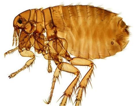 Endopterygota:! Endo ptery internal wings! Wings develop within true metamorphosis! AKA holometabola! All orders of endopterygota are holometabolous! Siphonaptera: Fleas! Siphon a ptera tube no wing!