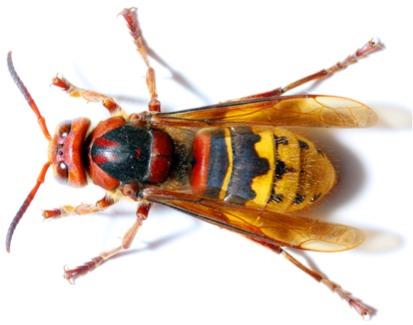 Hymenoptera: Bees, wasps, ants!