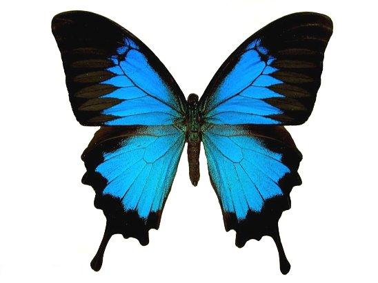 Lepidoptera: Butterflies,