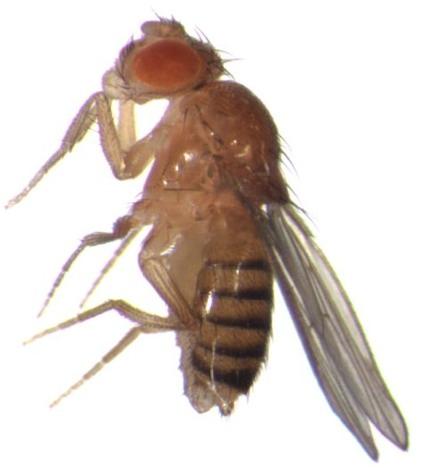Diptera: Flies, mosquitoes! Greek di ptera two wings!