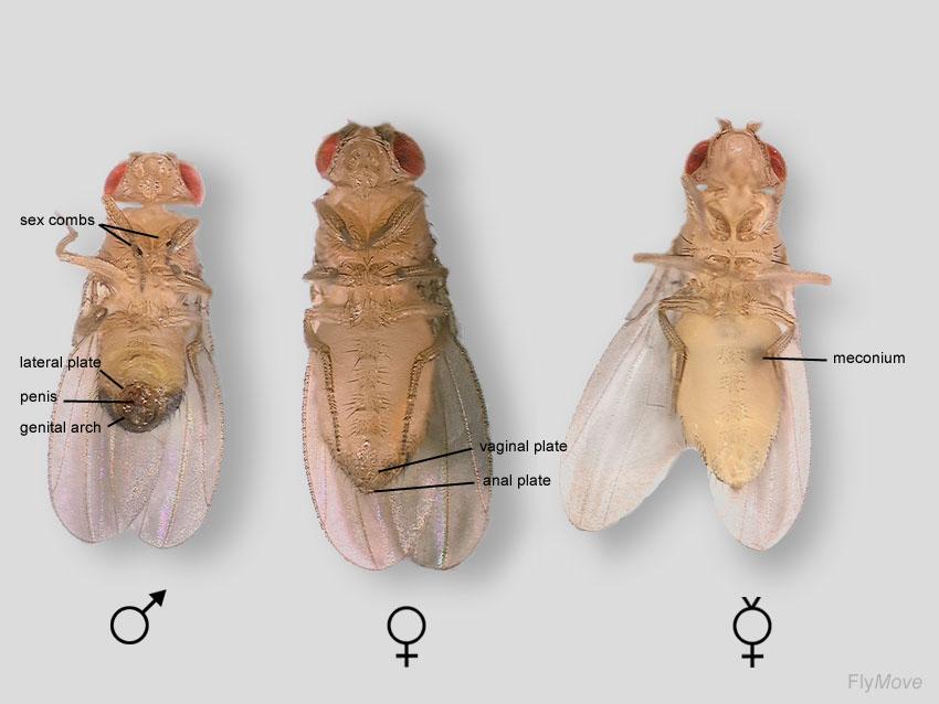 Drosophila!! Sexing! Identifying virgins!