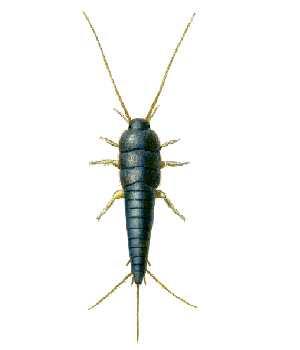 Thysanura: Silverfish! Greek thysanos oura tassel tail! Two lateral abdominal cerci and a caudal filament! Wingless!